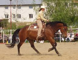 Westernové ježdění